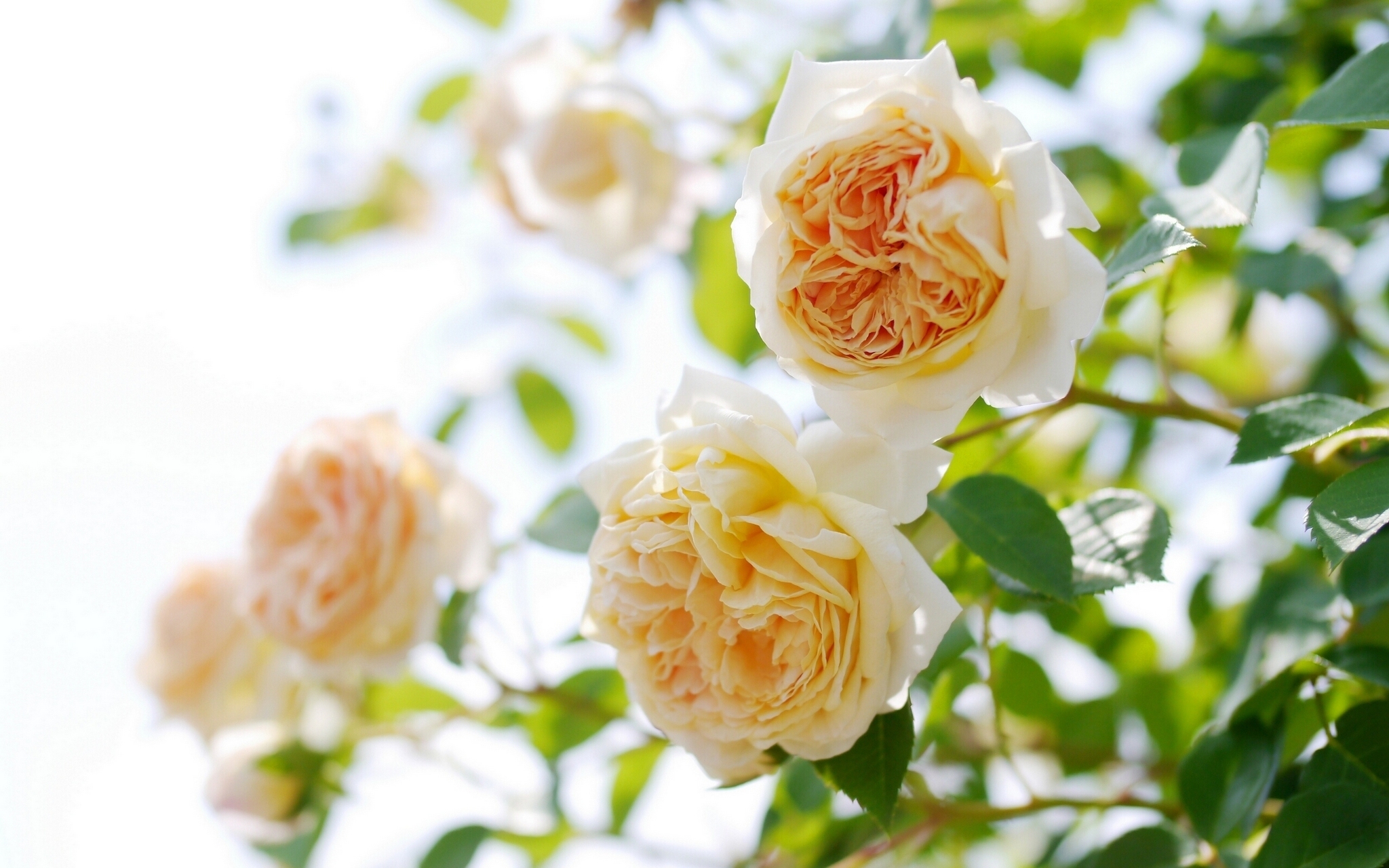 картинки цветы роза кудрявые