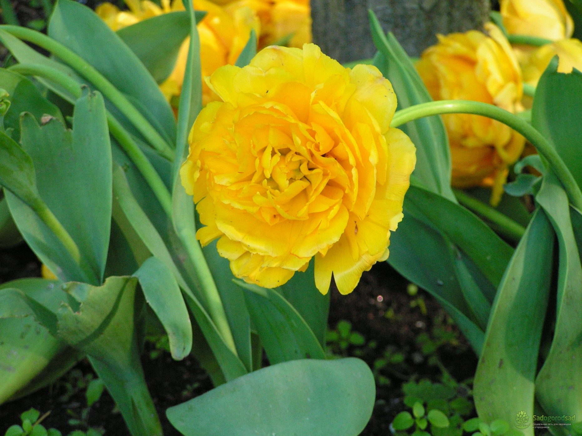 yellow pomponette тюльпан фото