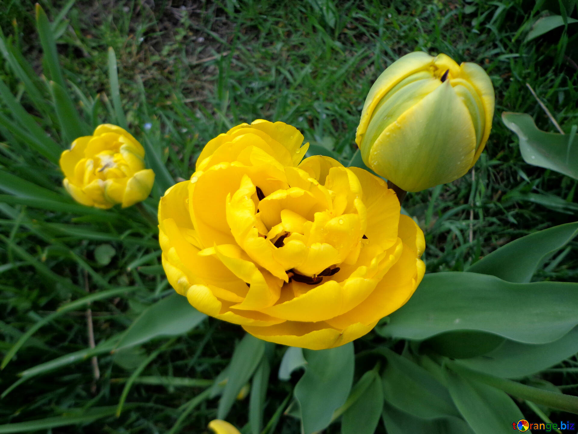 yellow pomponette тюльпан фото