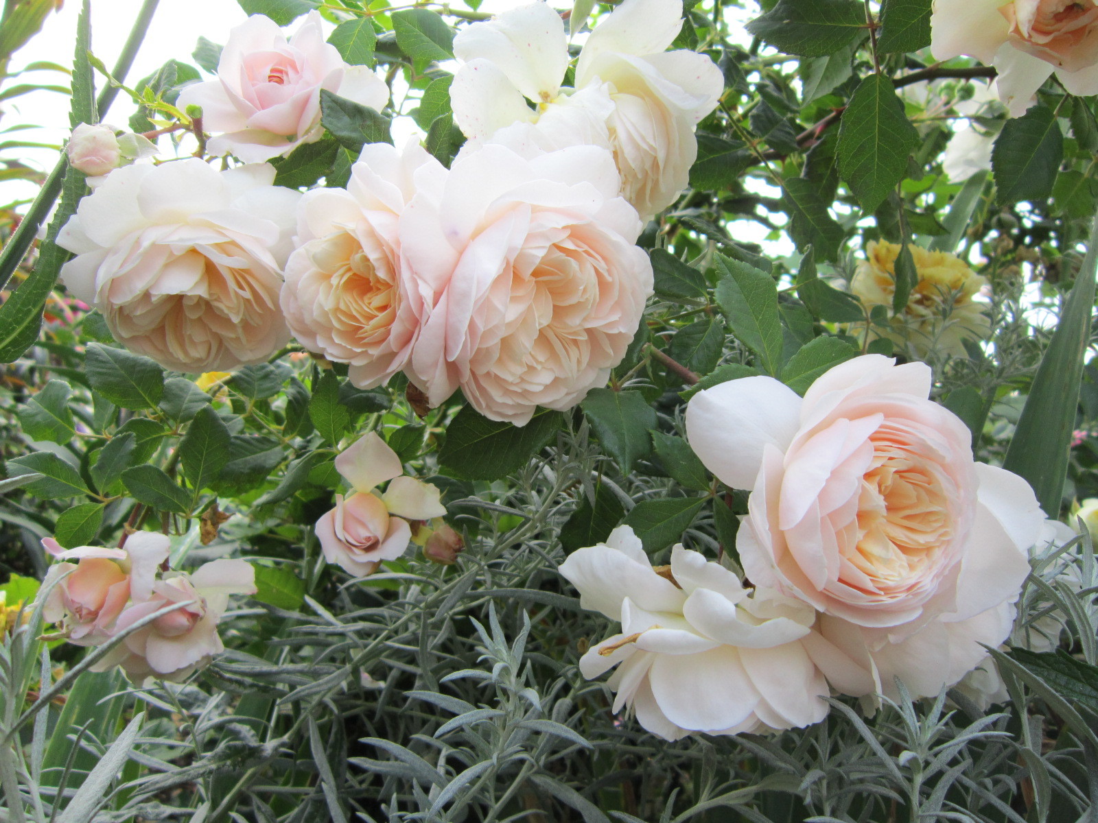 Роза Клер Ренессанс в саду