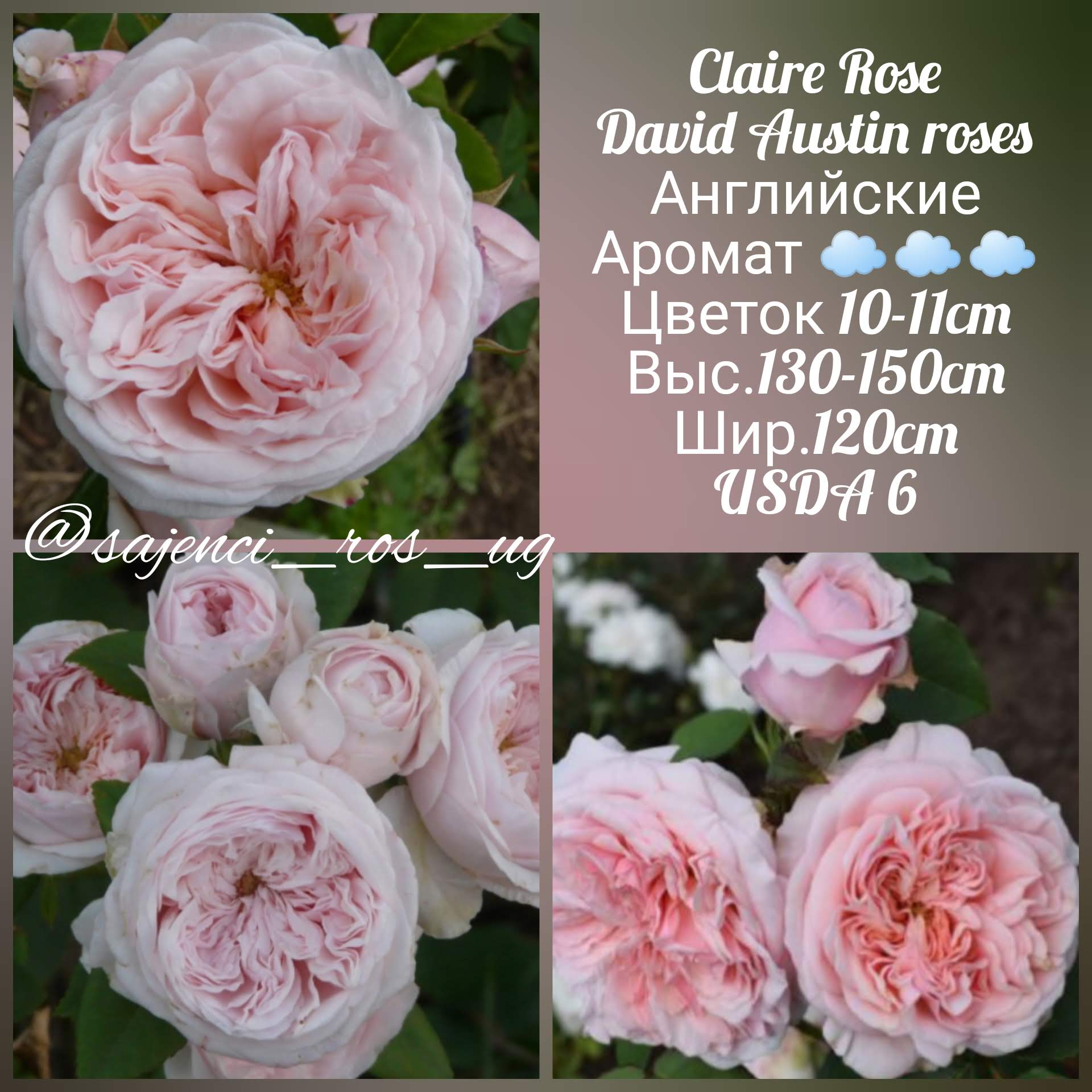 Claire Austin (Клэр Остин) англ роза