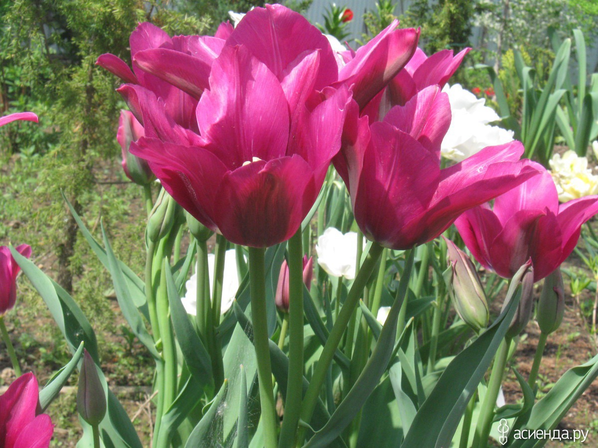 тюльпан грейсленд фото