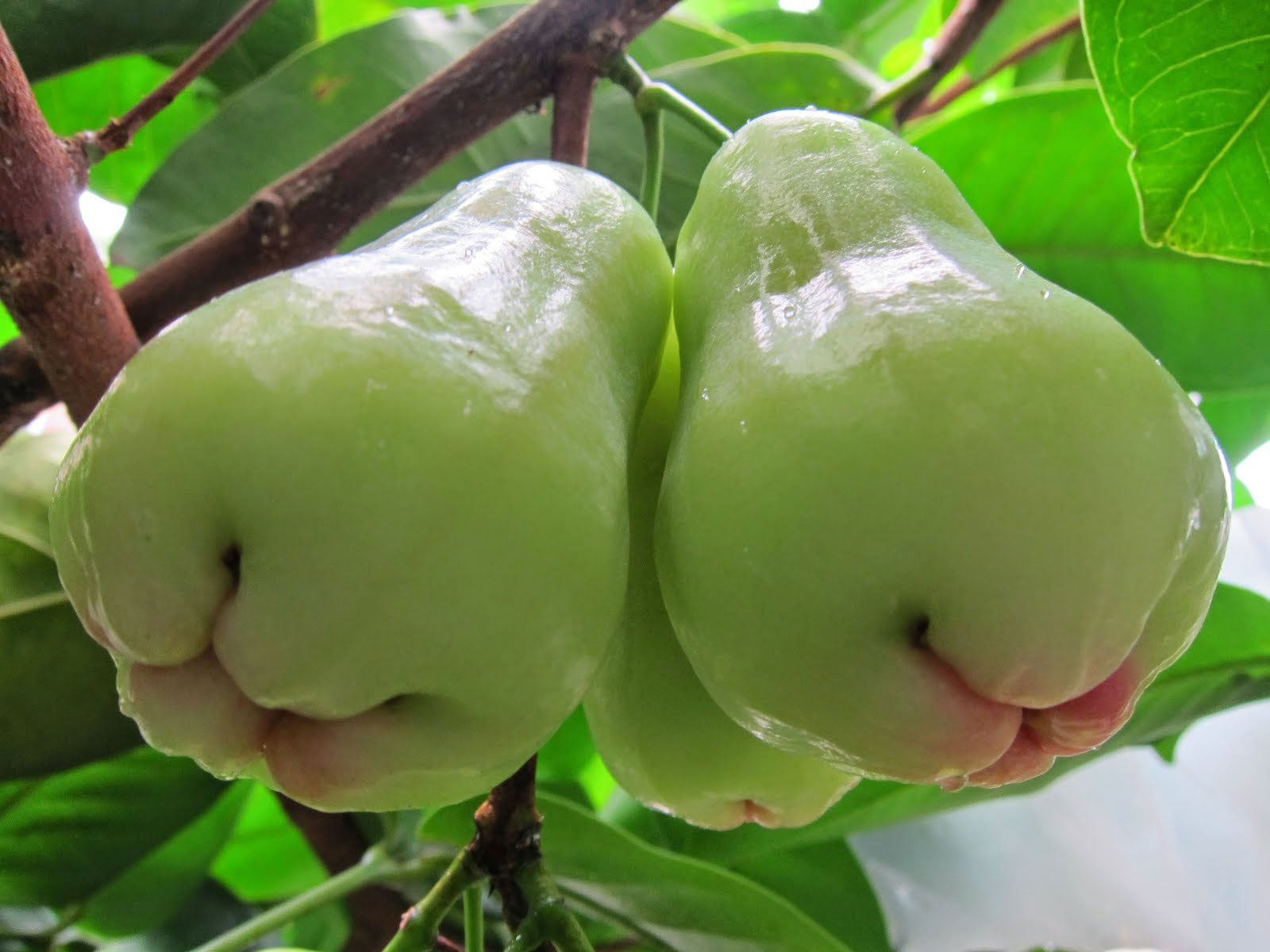 Яванское яблоко Syzygium samarangense
