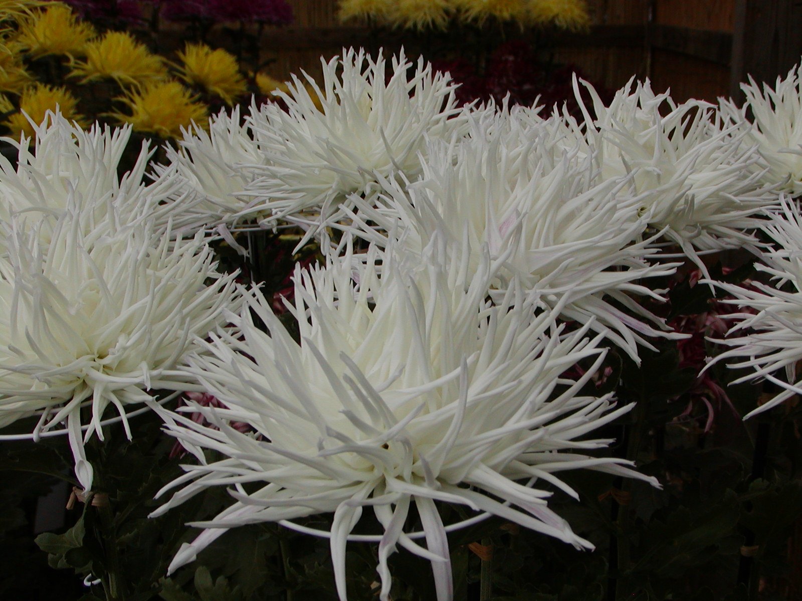 Chrysanthemum Фуджи Сноу