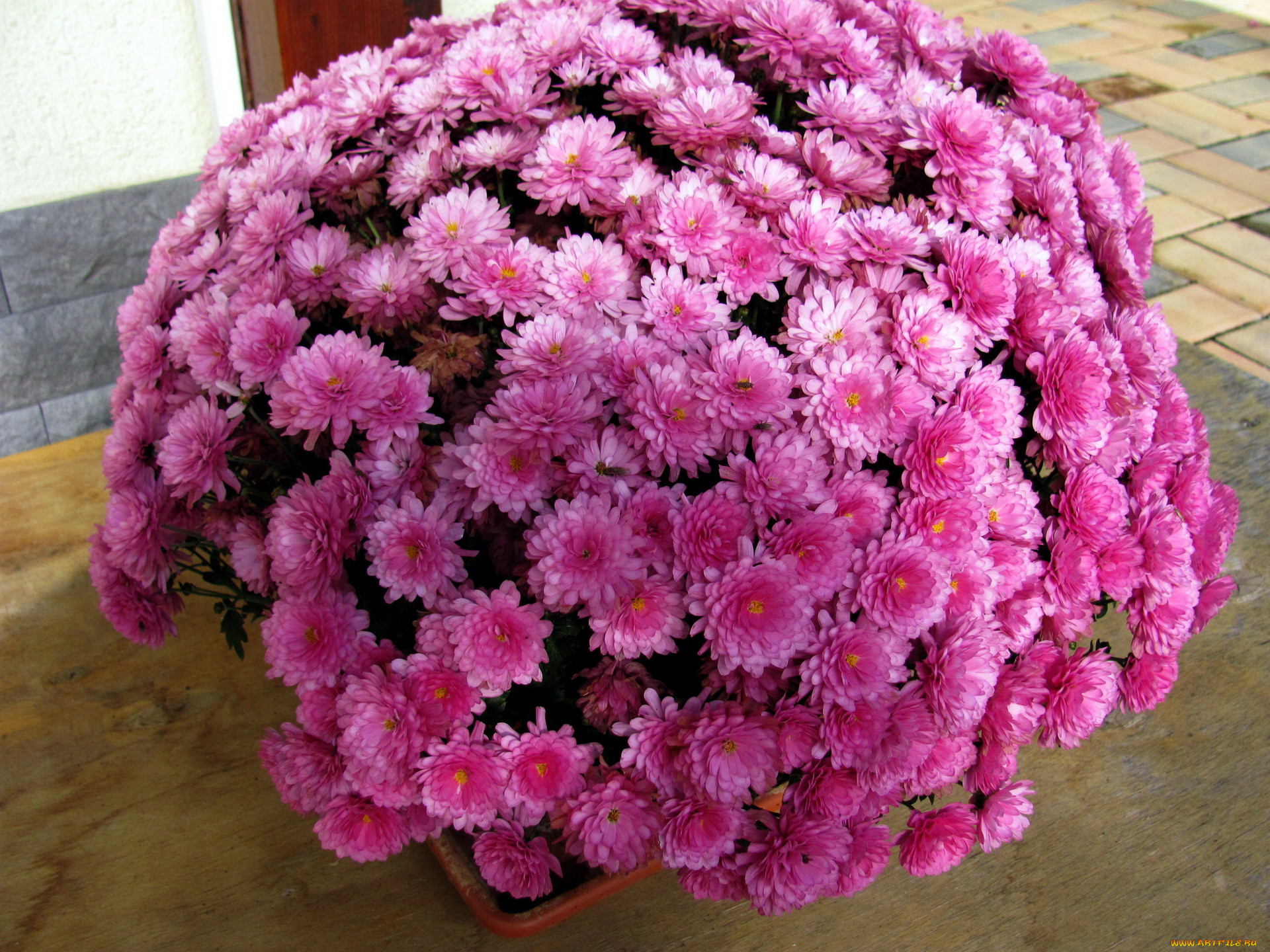 Хризантема branmaguc Pink