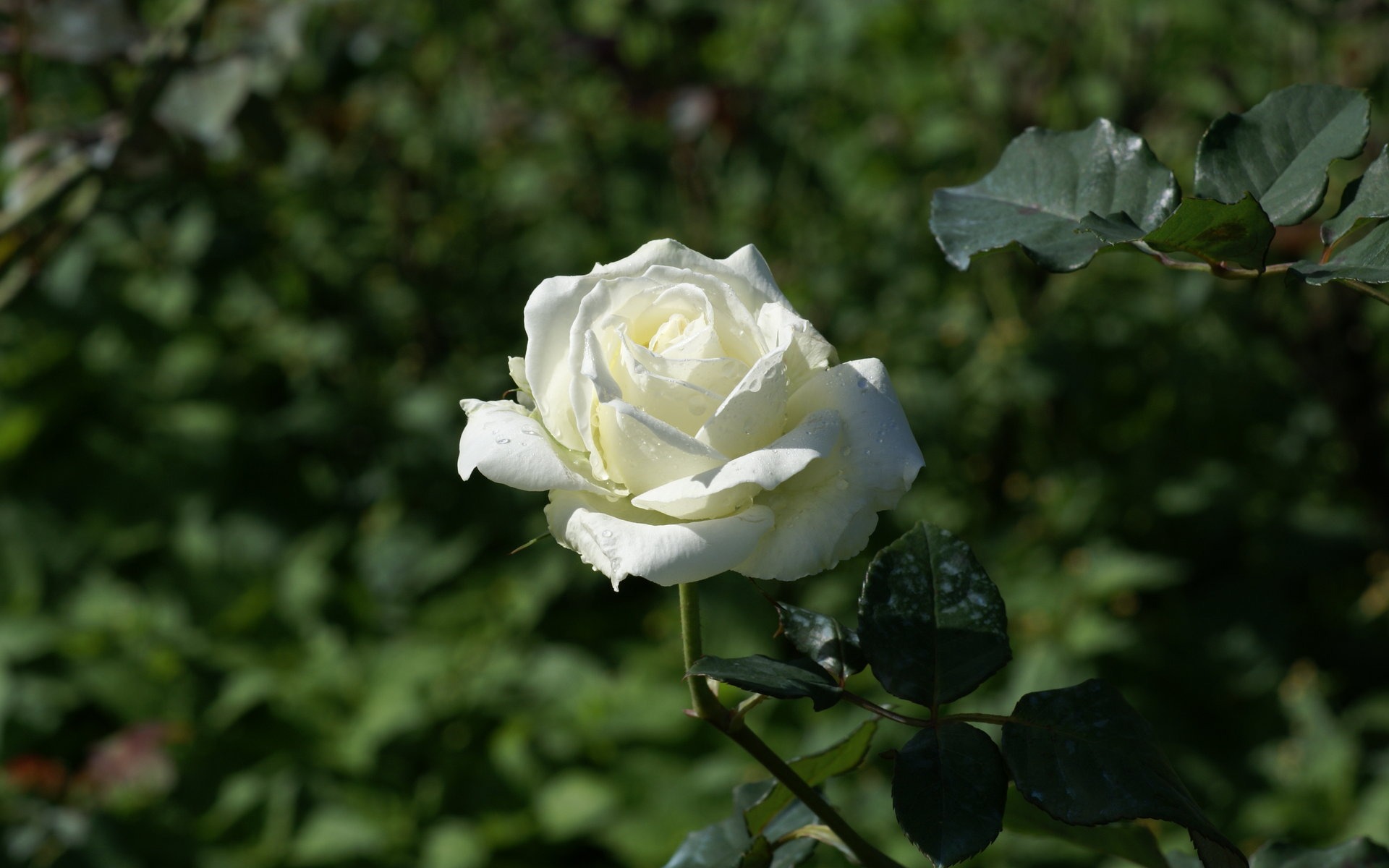 Роза кустовая Белла Линда