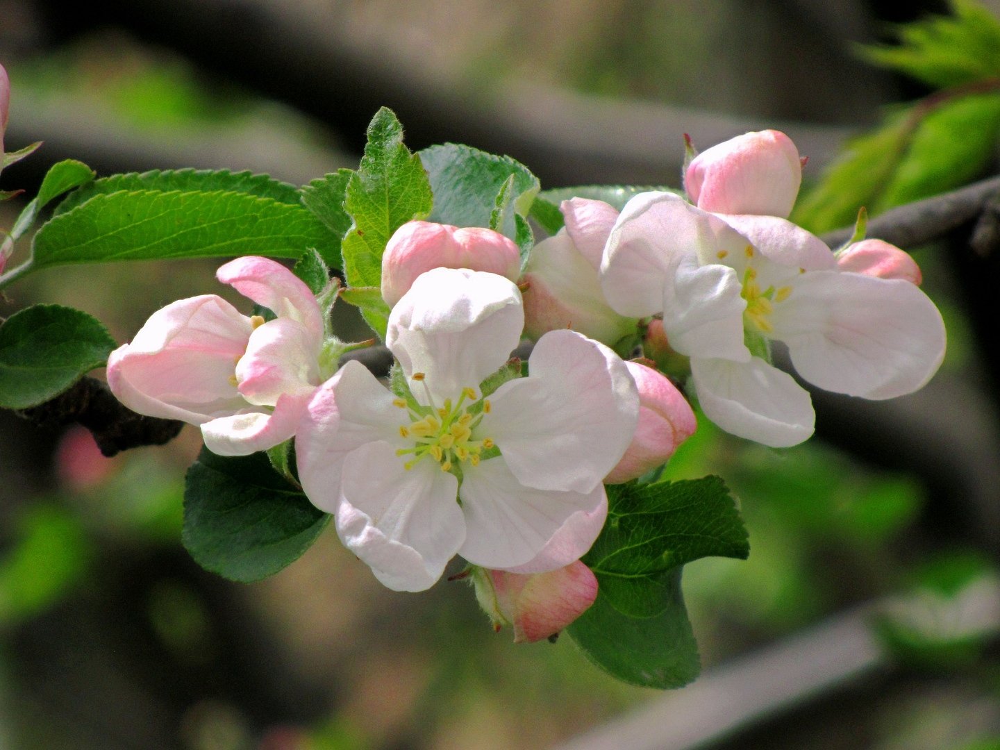 Цветы яблони Ivan Bunin