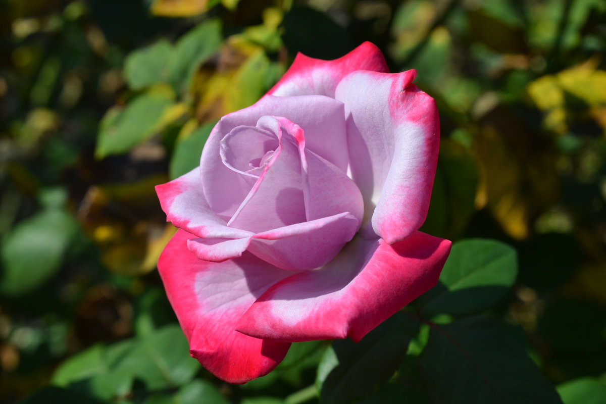 Крымская роза цветок
