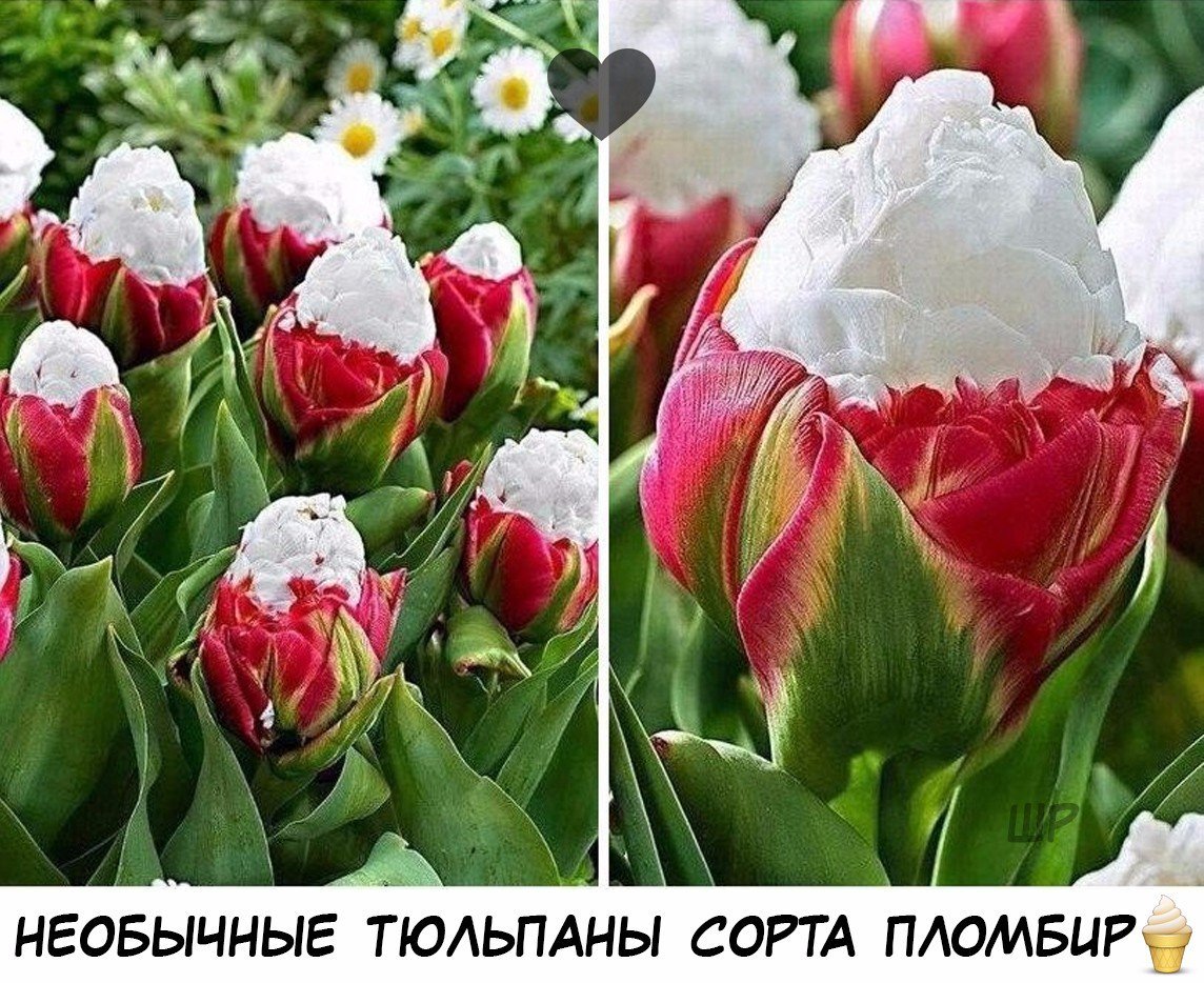 Тюльпан айс Крим