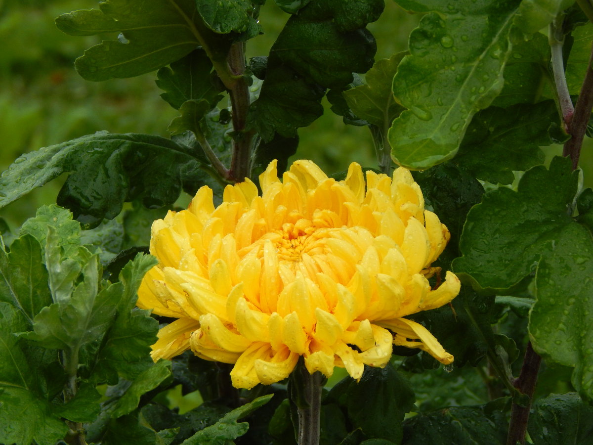 Хризантема creamiest Yellow (Кремист Еллоу);