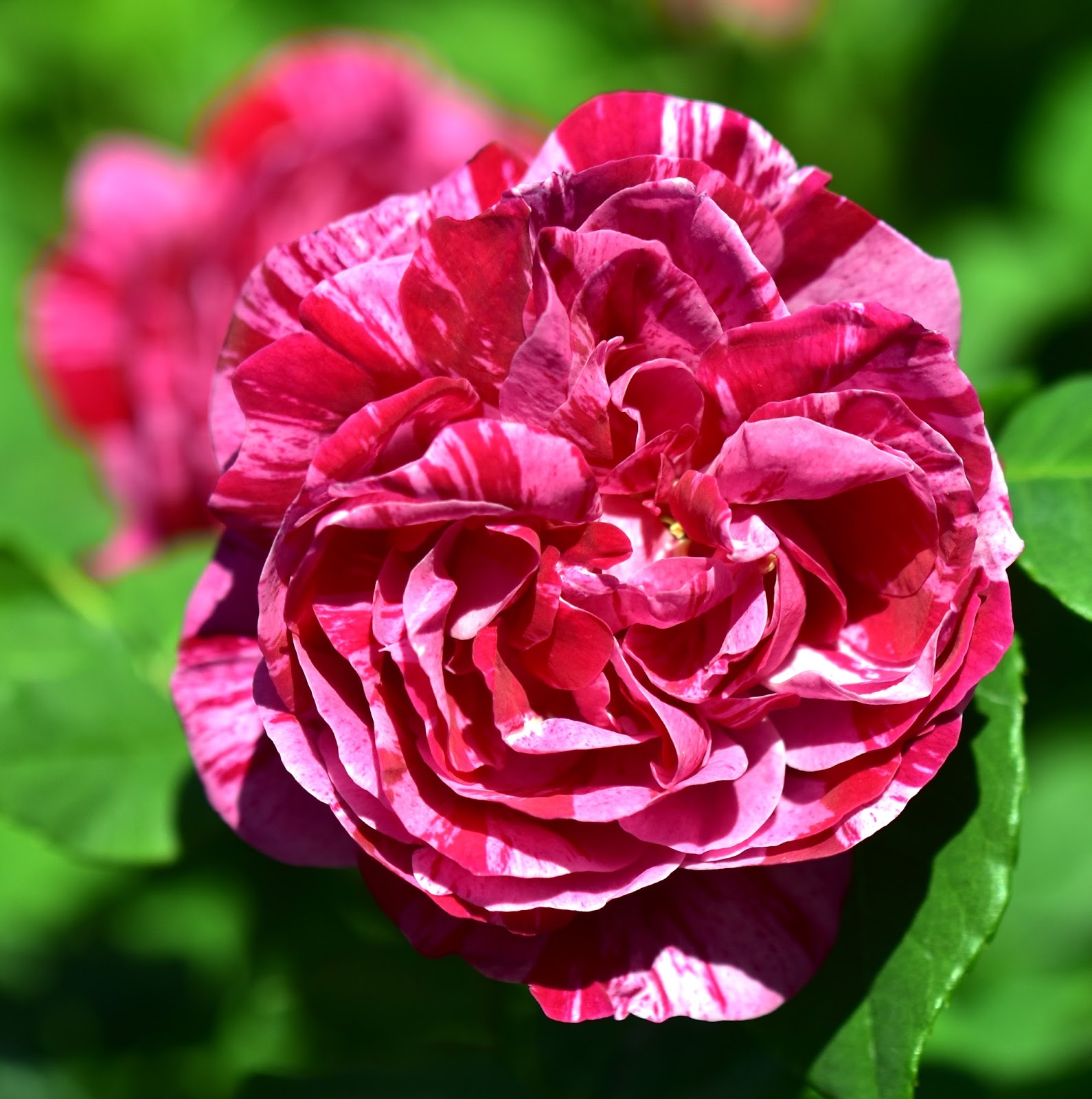 Роза канадская Парковая Фердинанд Пичард