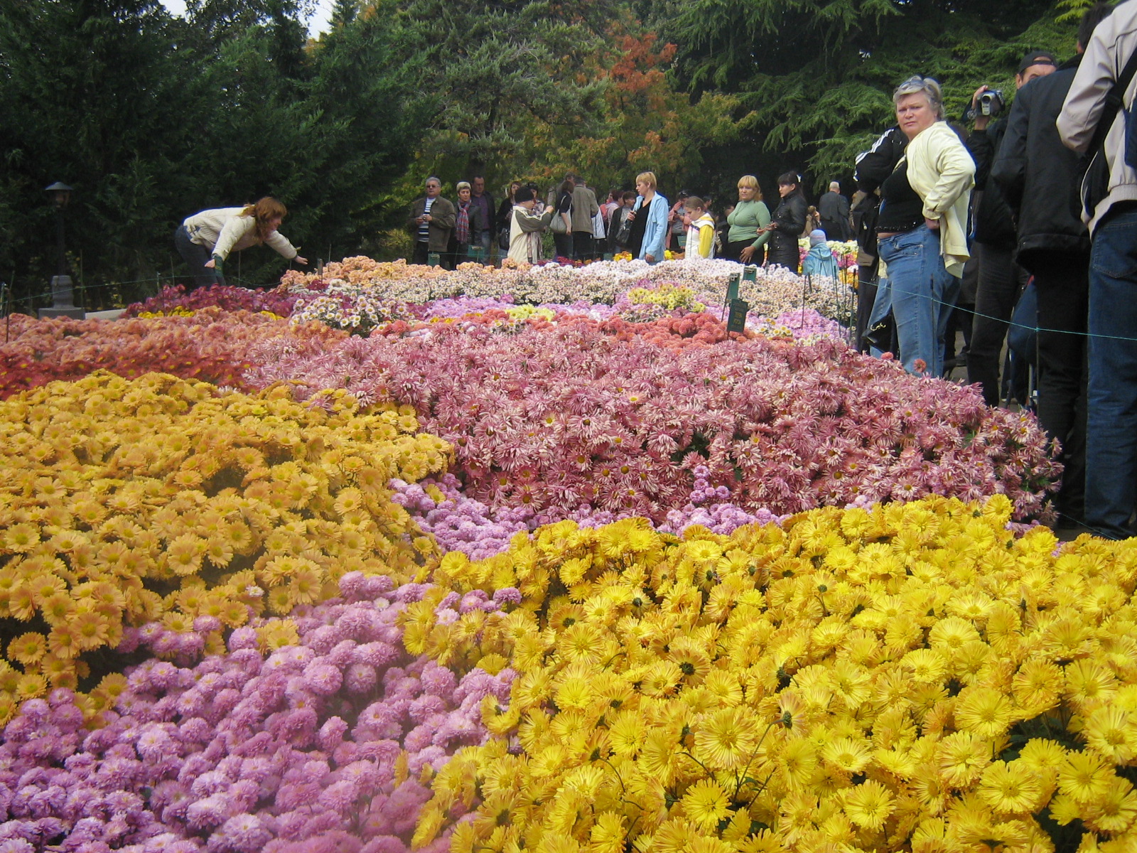 никитский ботанический сад бал хризантем 2023 фото