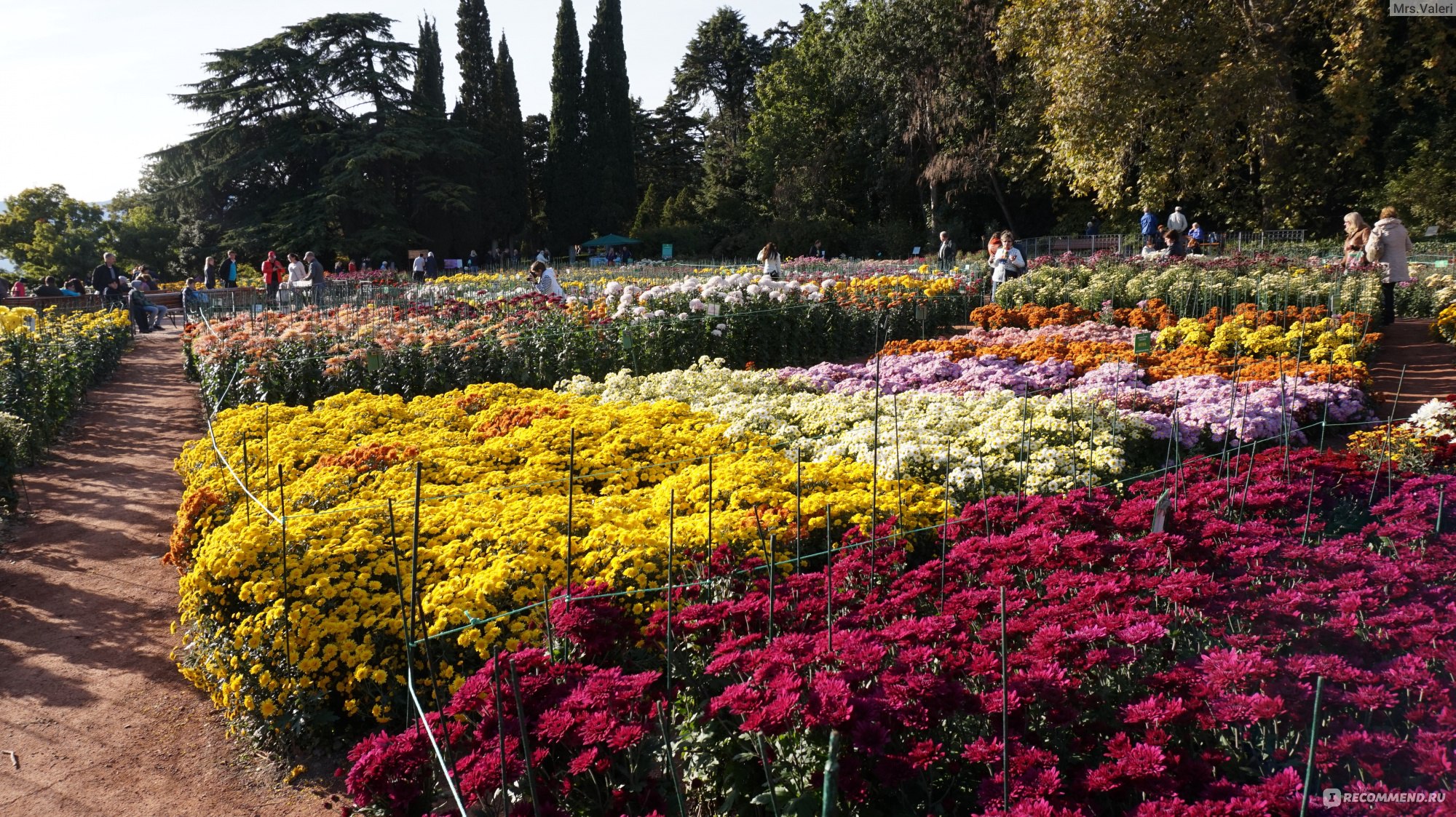 Ботанический сад Ялта хризантемы
