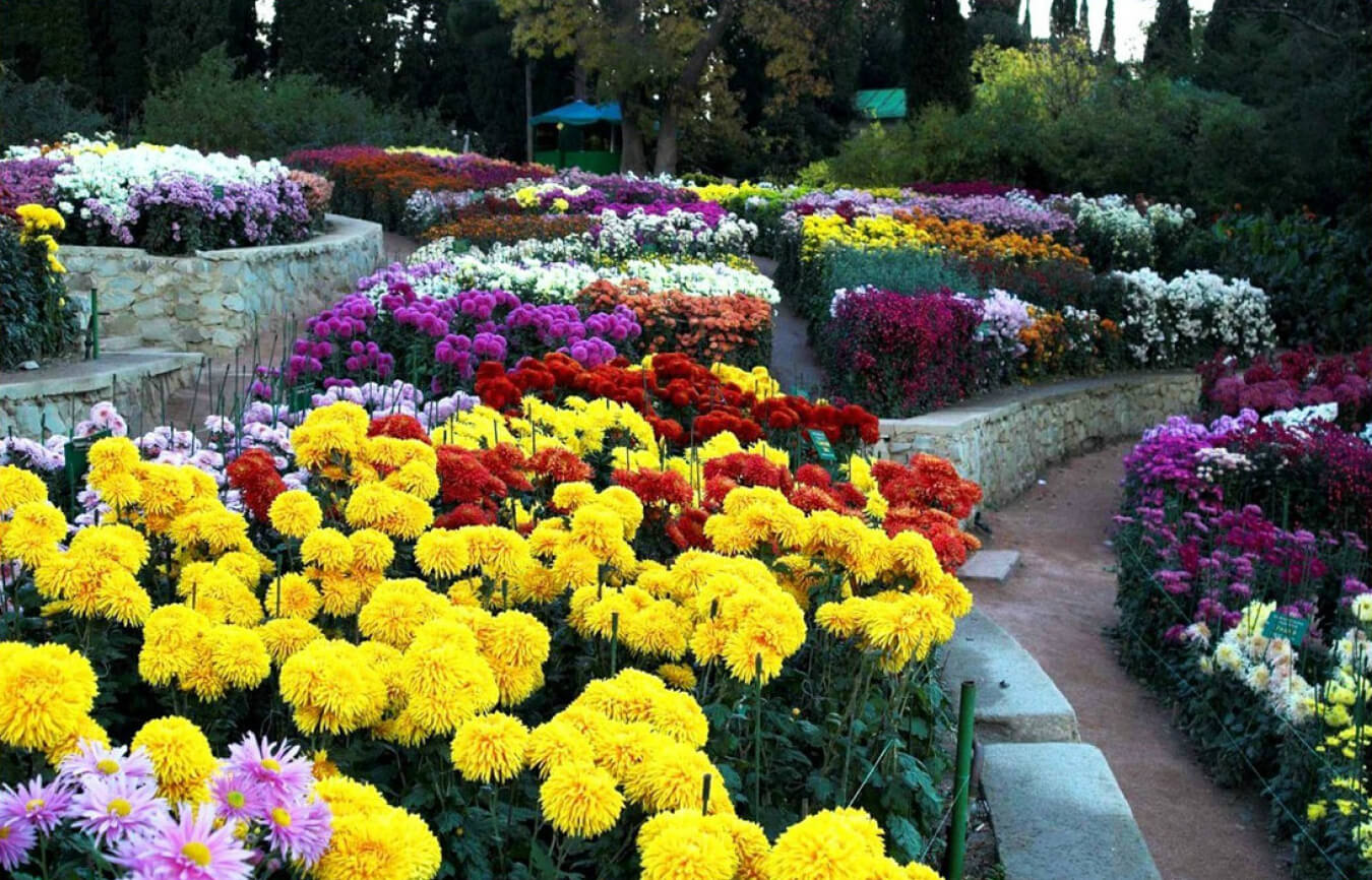 Никитский Ботанический сад Ялта хризантемы