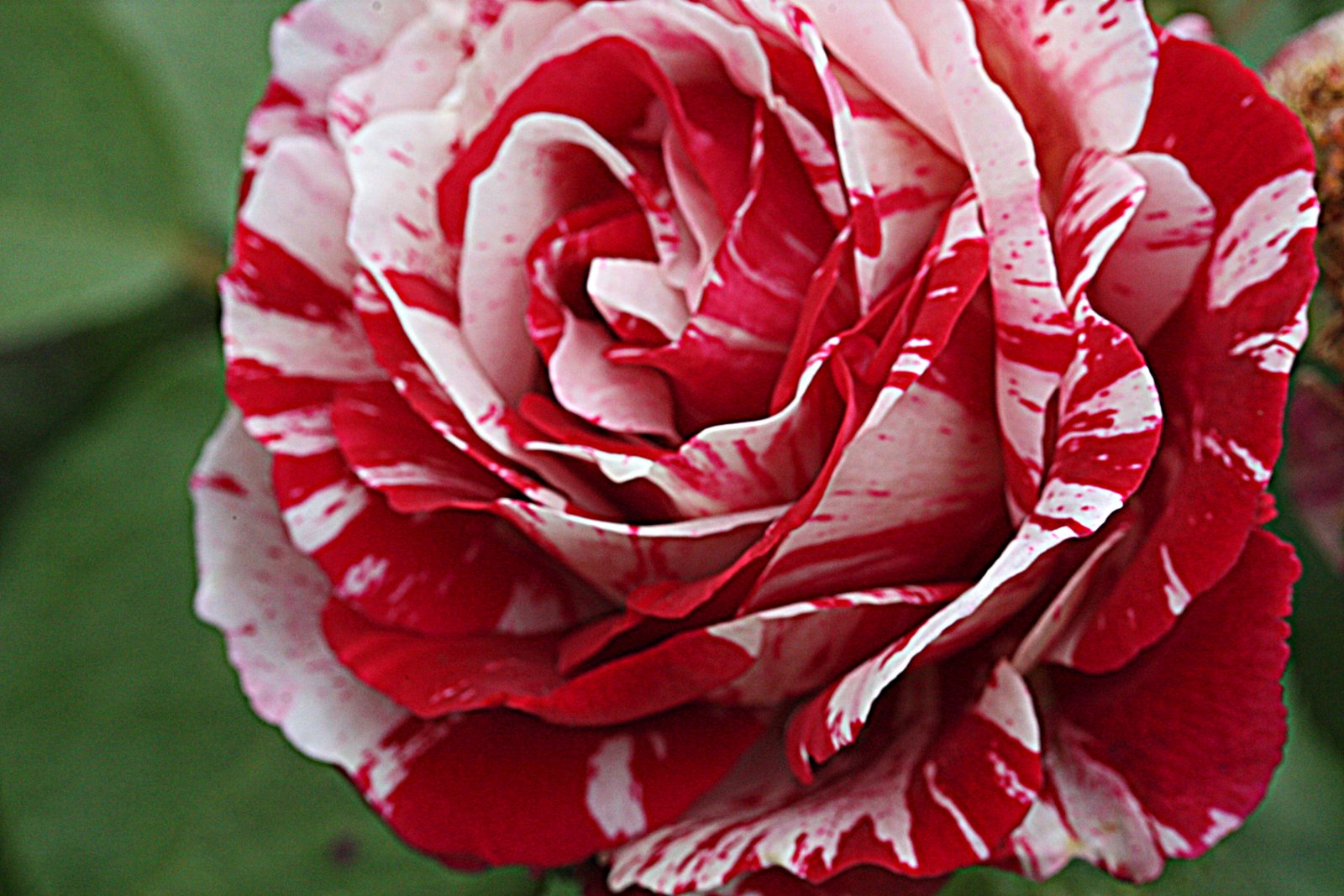Роза флорибунда (Rosa Scentimental