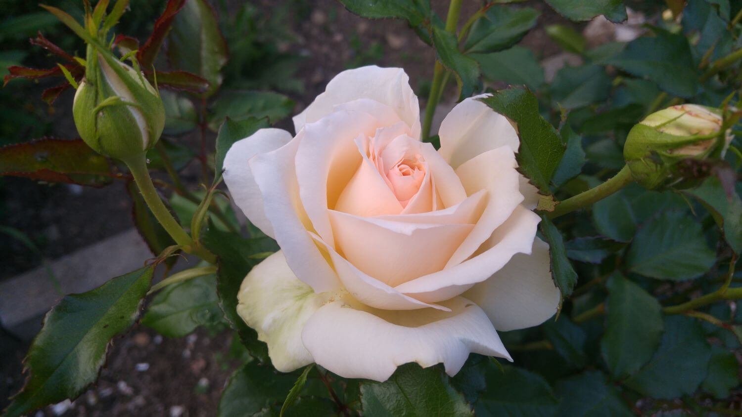 Mysterious Beauty роза