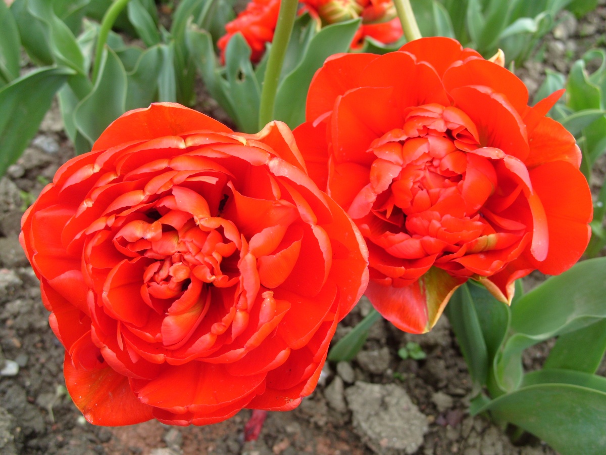 Красные махровые тюльпаны