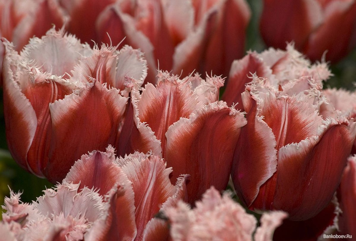 махровые тюльпаны сорта с фото и названиями