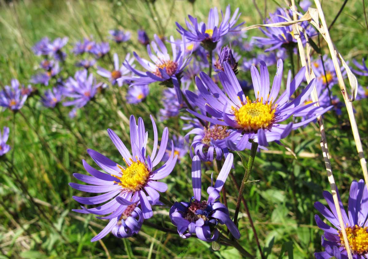 Астра Ромашковая. Aster amellus