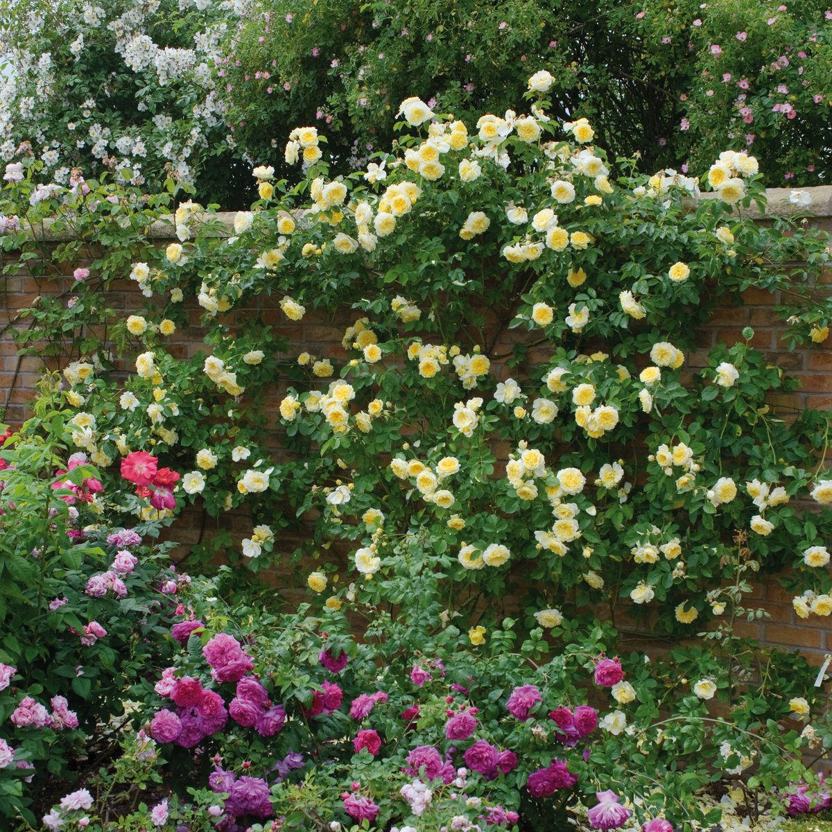 Роза английская Парковая Пилгрим
