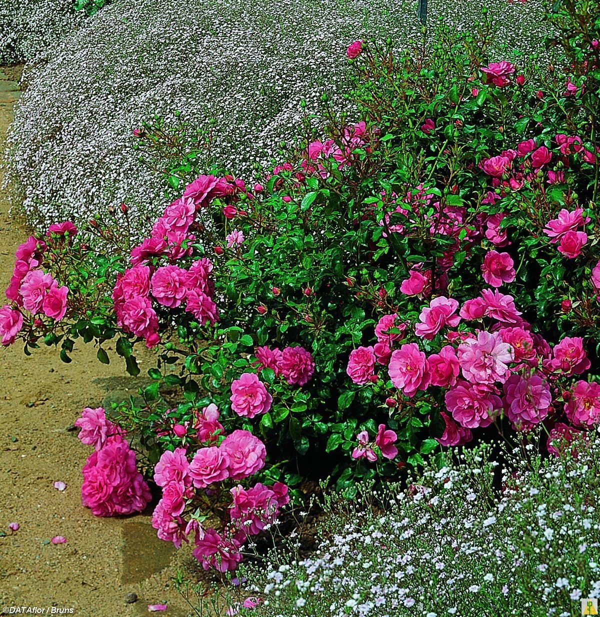розы почвопокровные лучшие сорта фото