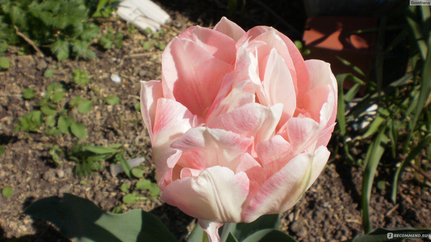 Тюльпан махровый Angelique