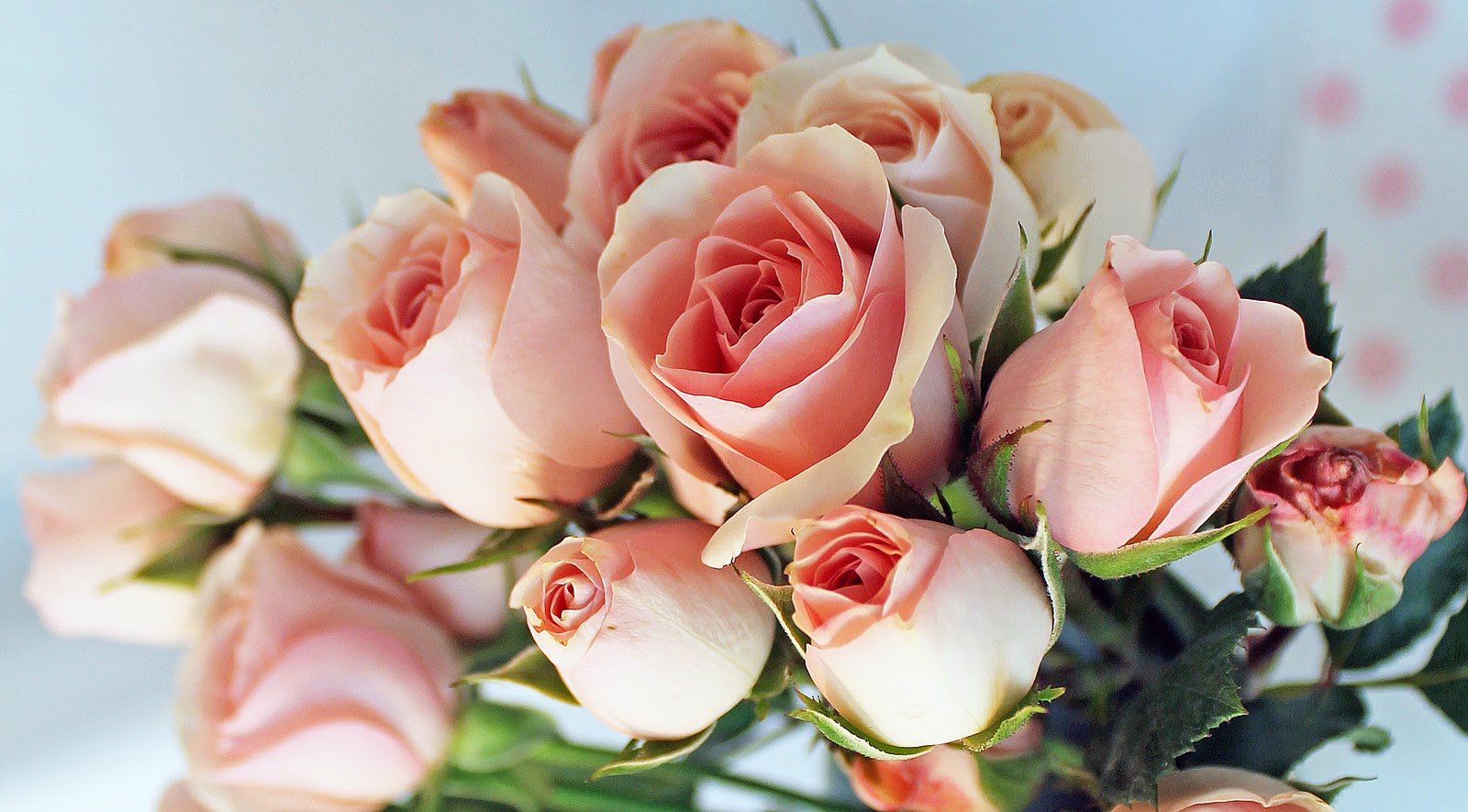 Изысканные розовые цветы