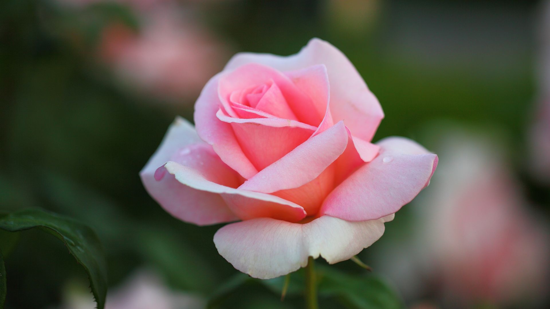Красивые белые розовые розы аллея