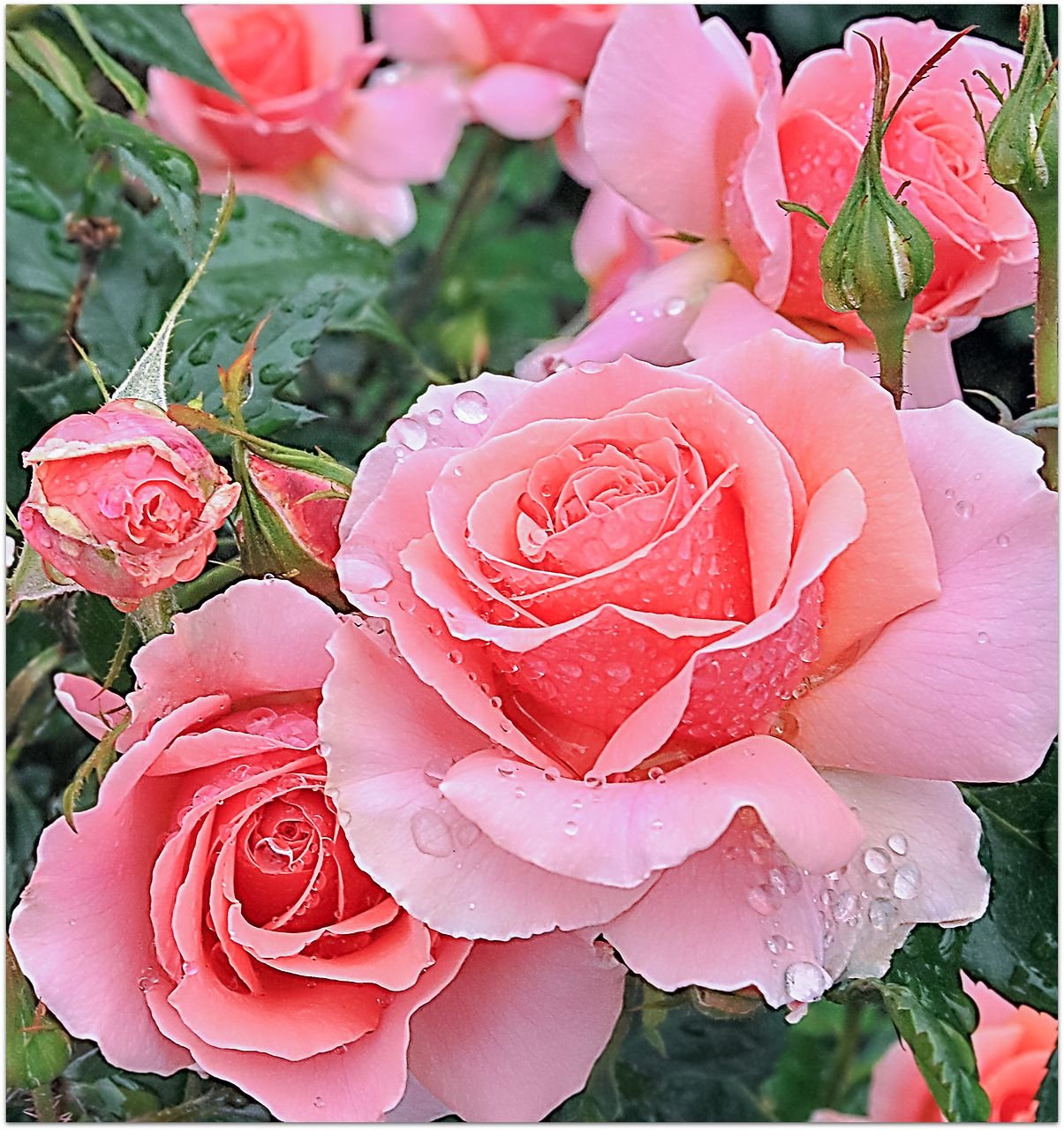 фото живых розовых роз
