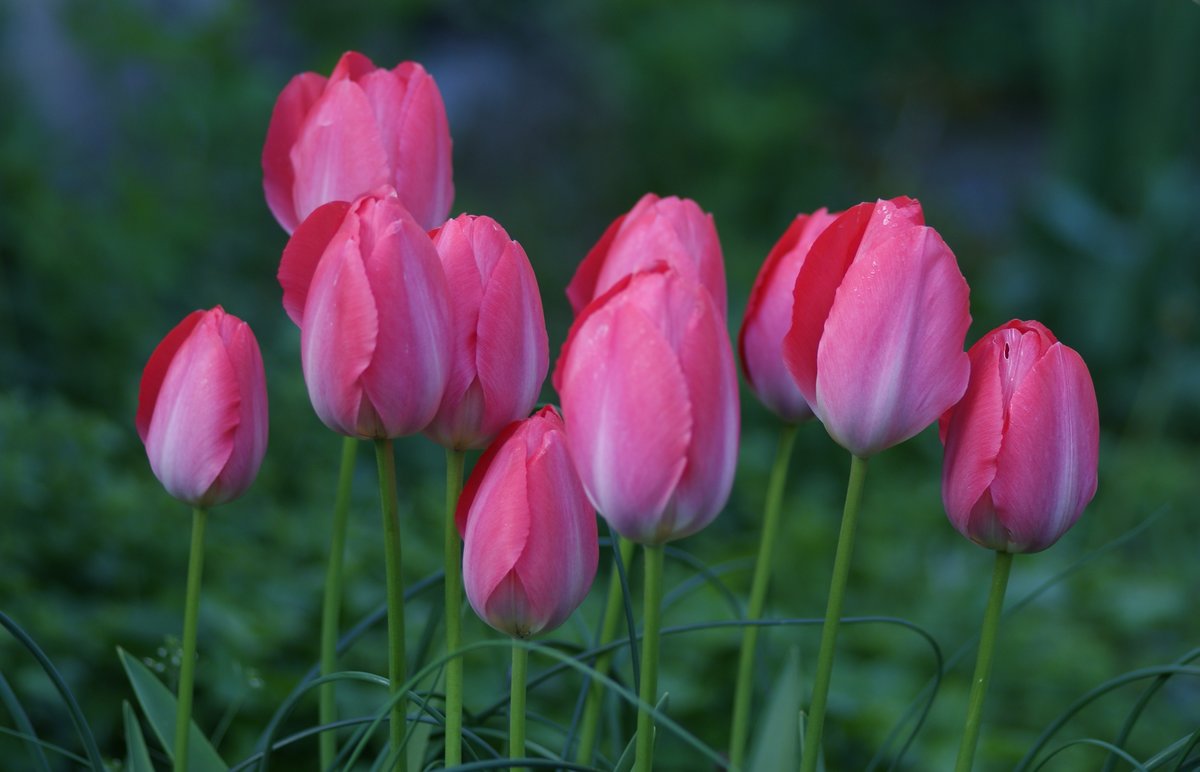 фото двух тюльпанов