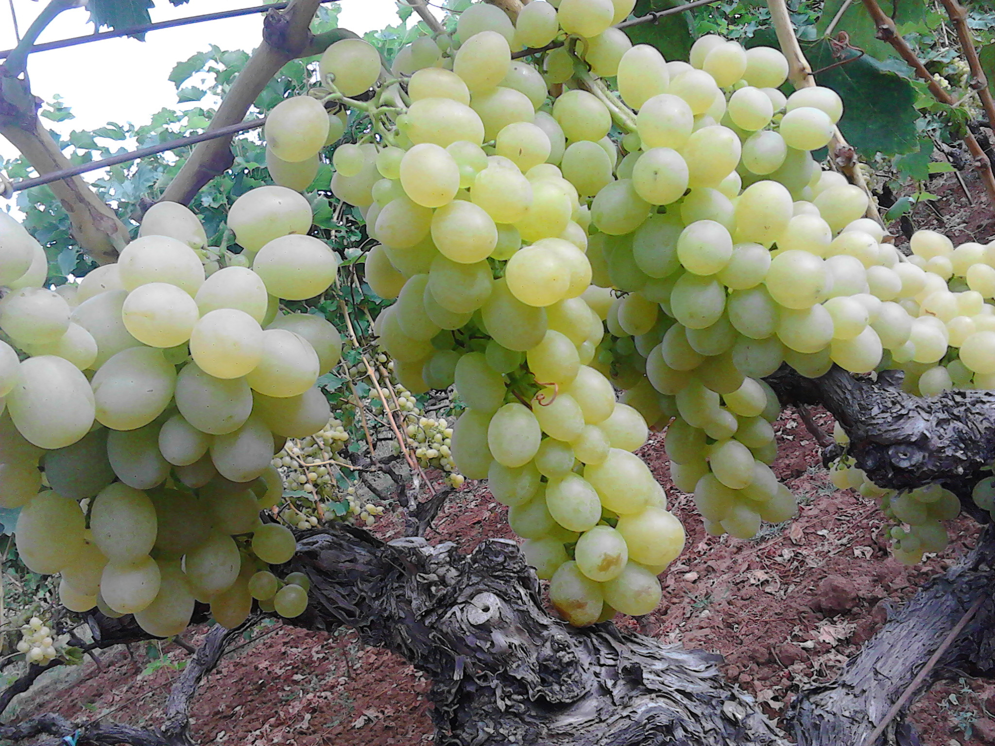 виноград ананасный ранний описание сорта фото