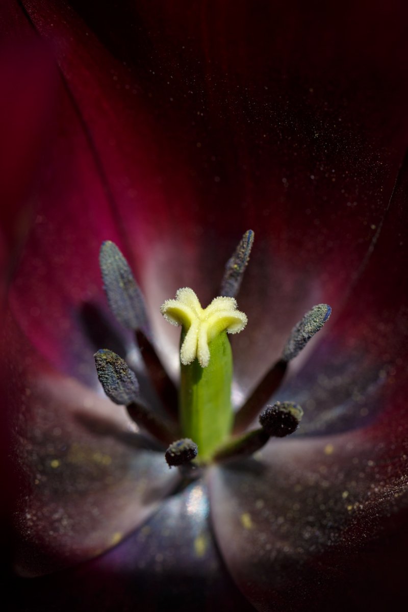 Пестик тюльпана