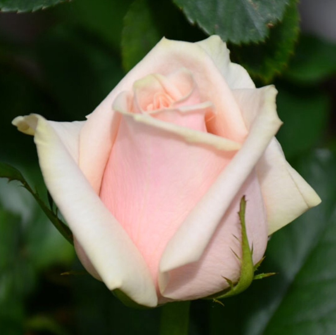 Сорт роз Мисс Холланд