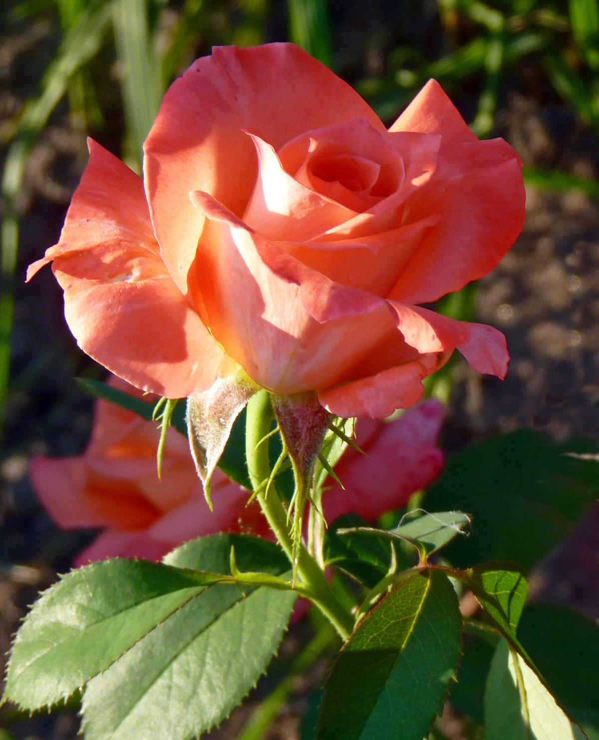 Роза чайно-гибридная Султан (Sultane)
