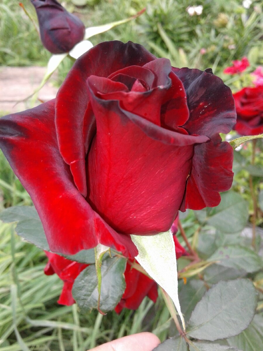 Роза сорта Каберне