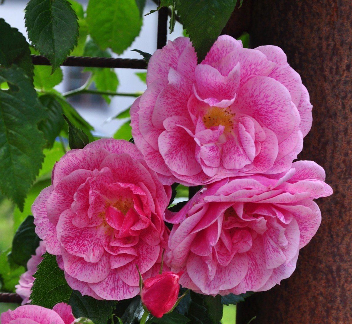фиалка плетистая роза фото и описание сорта