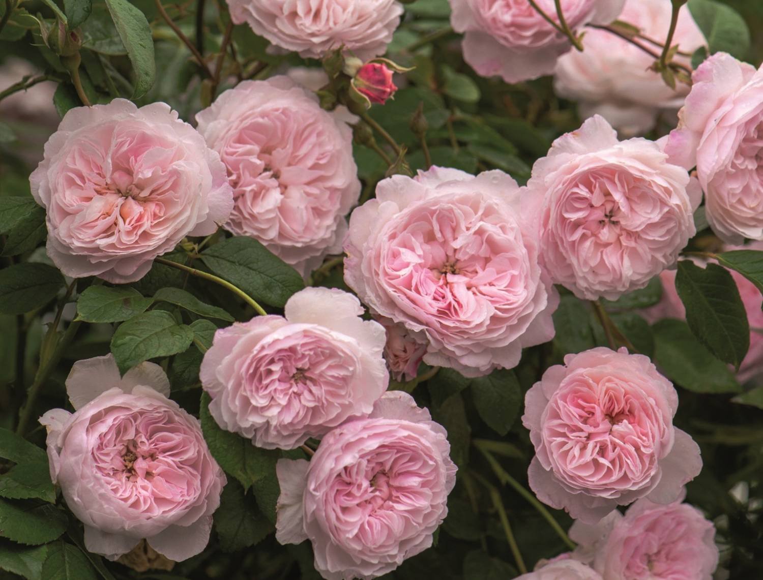 The Alnwick Rose роза