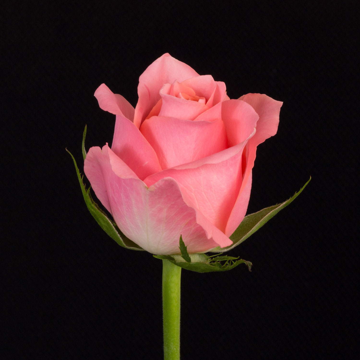Роза одноголовая розовая