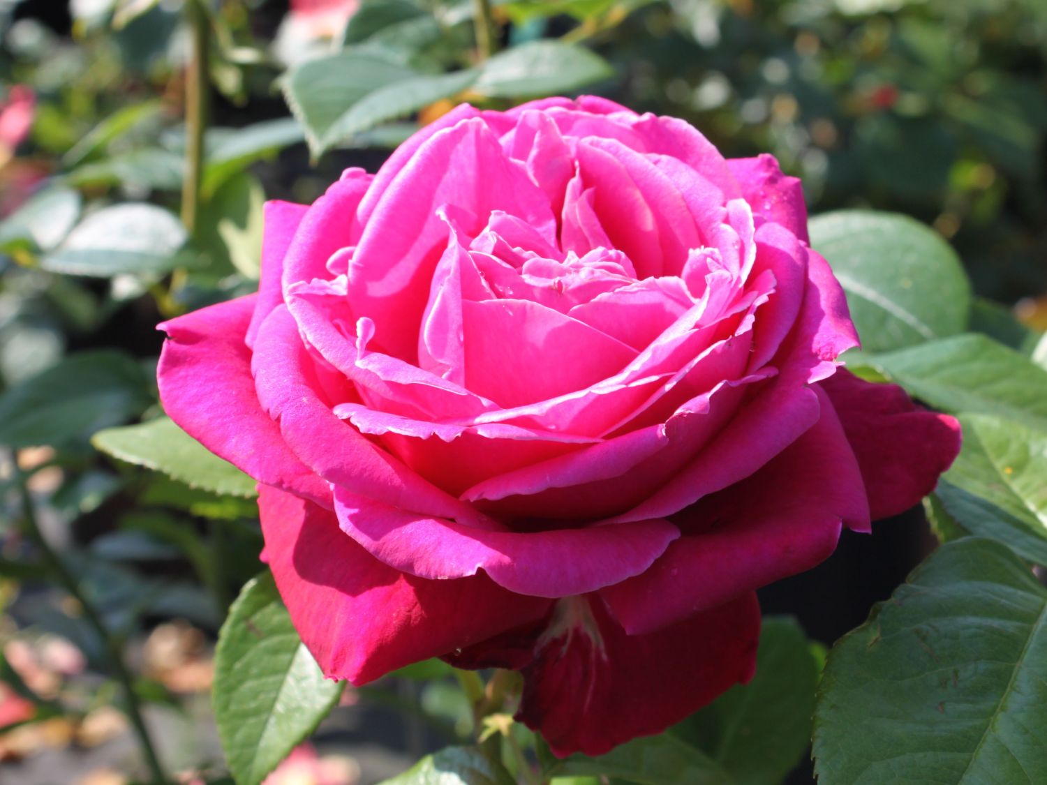 Роза Сенте рояль (senteur Royale)