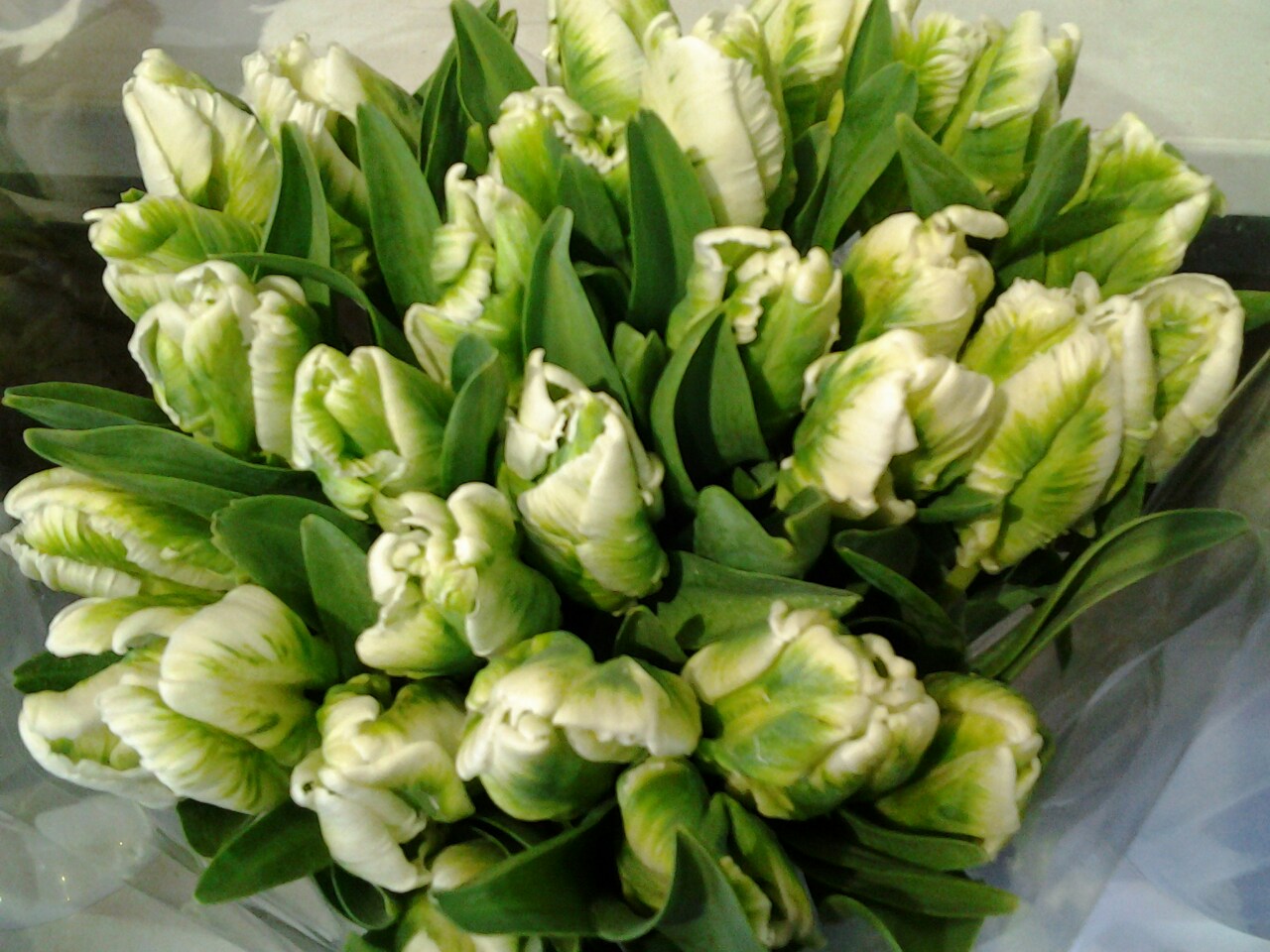 Белые кучерявые тюльпаны