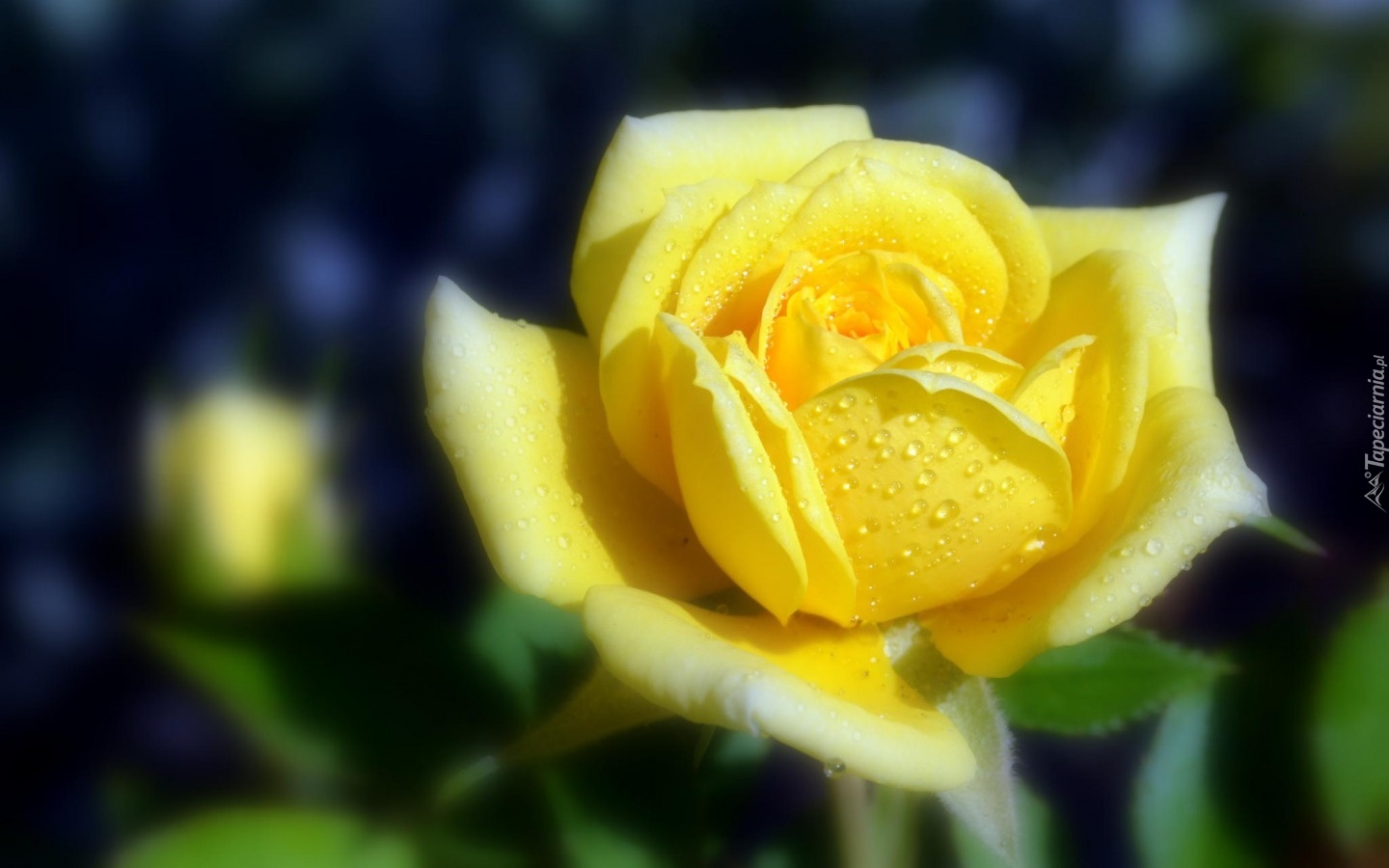 Желтая роза с каплями