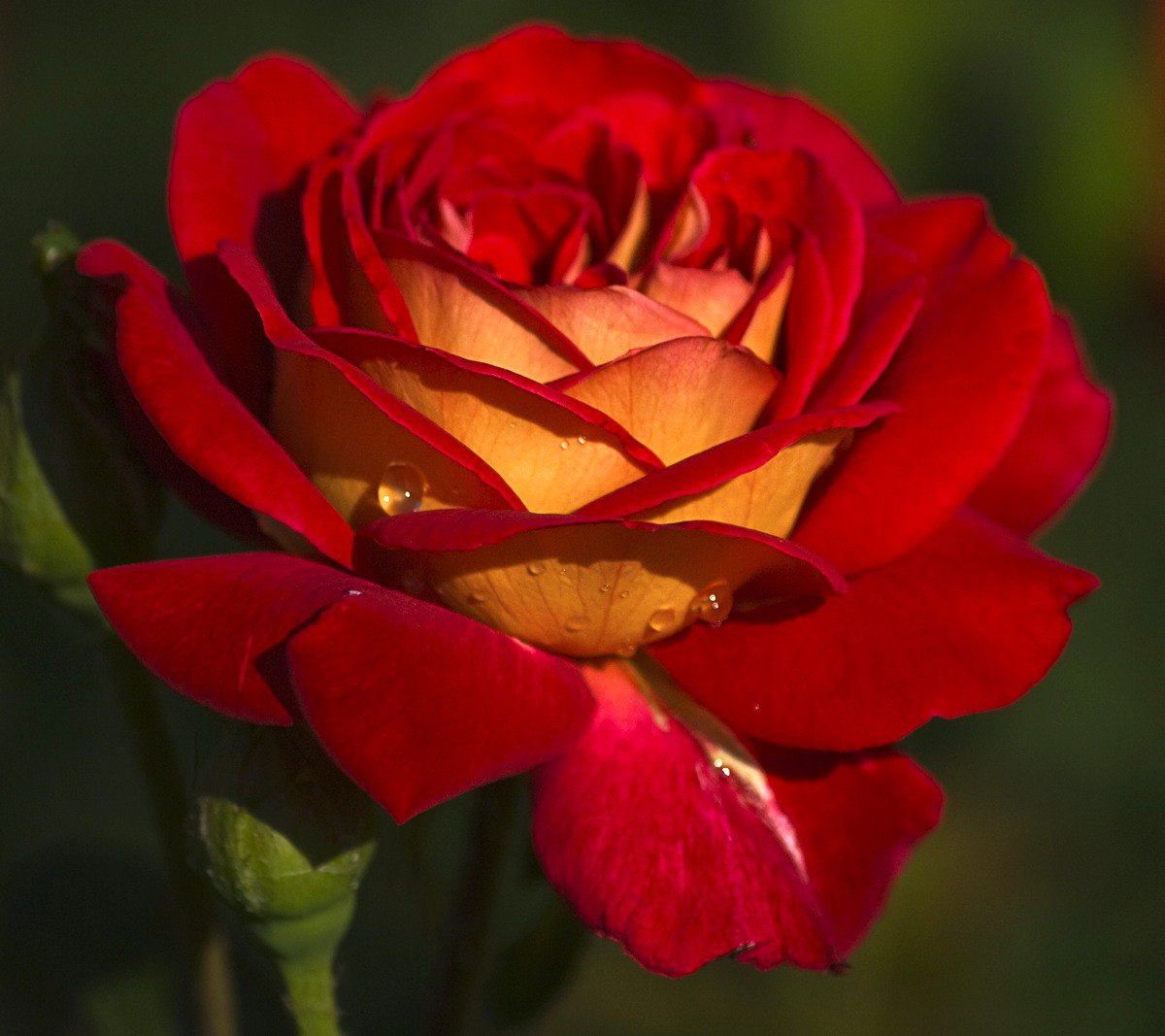 Египетская роза цветок