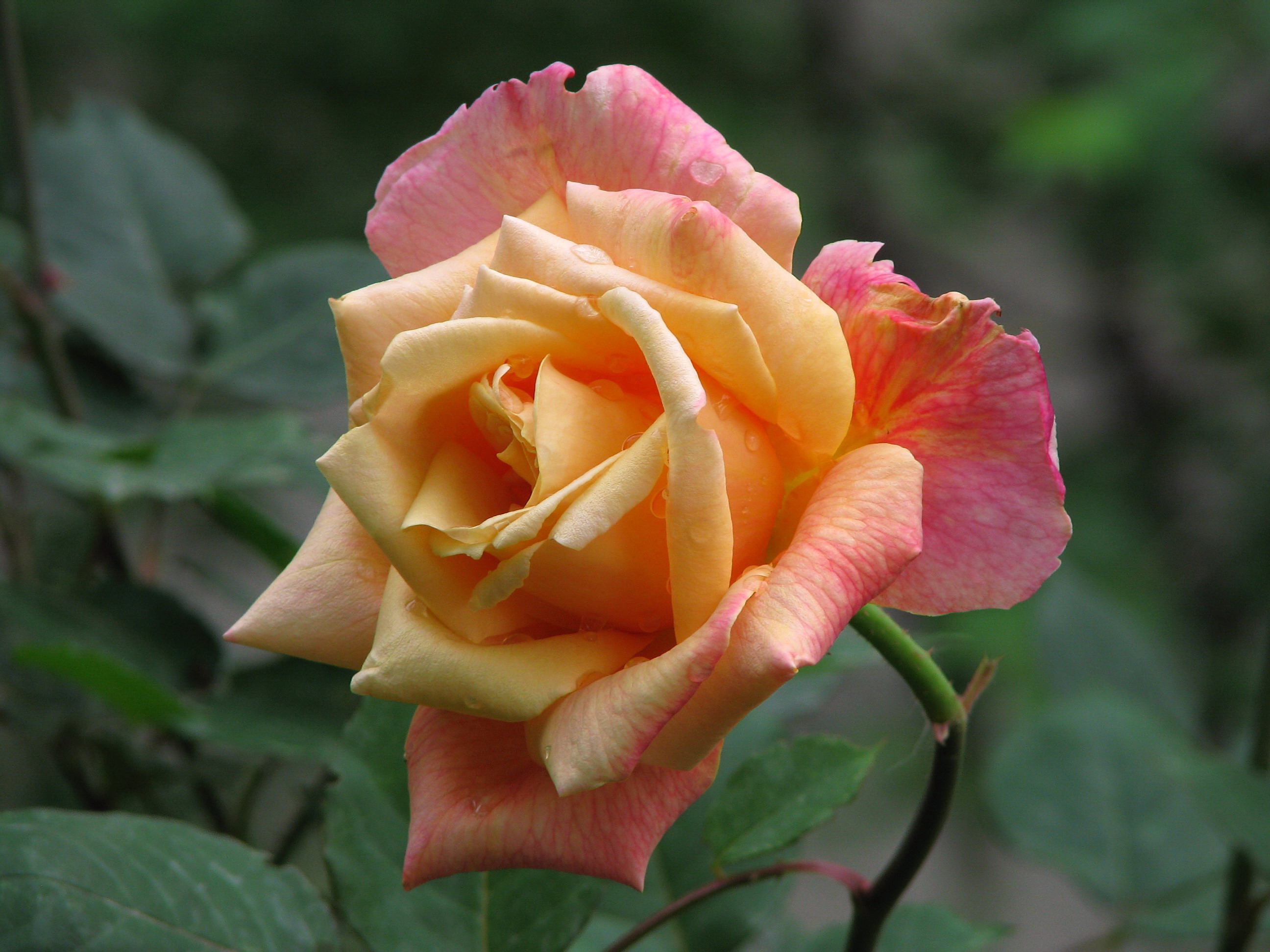 Роза из Ташкента