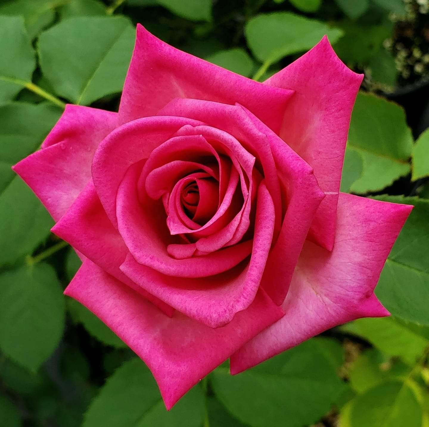 Найтингейл роза фото в саду
