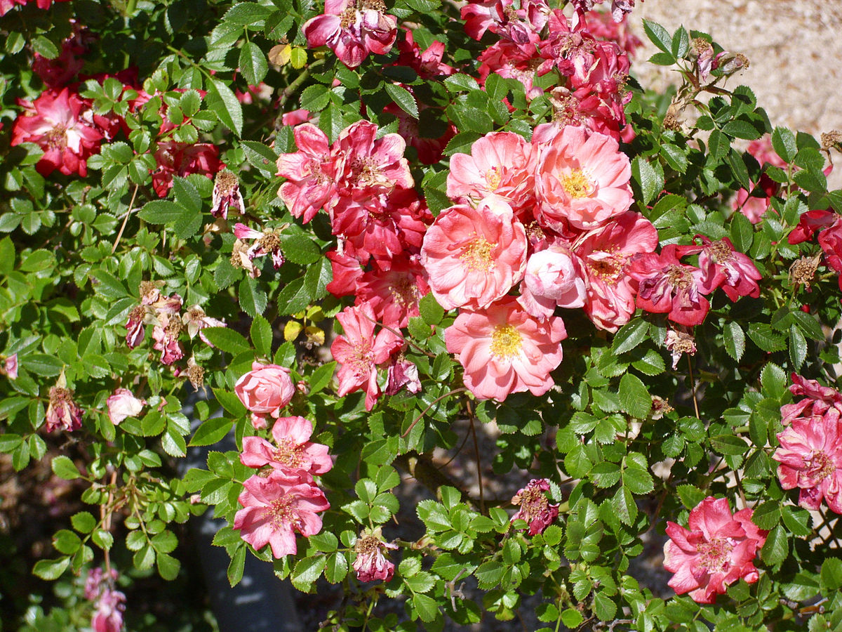 Роза шраб Ferdy
