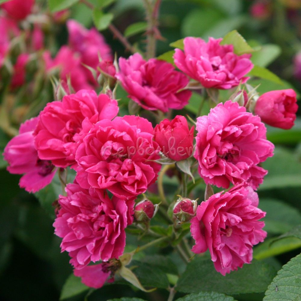 Роза ругоза Pink Grootendorst