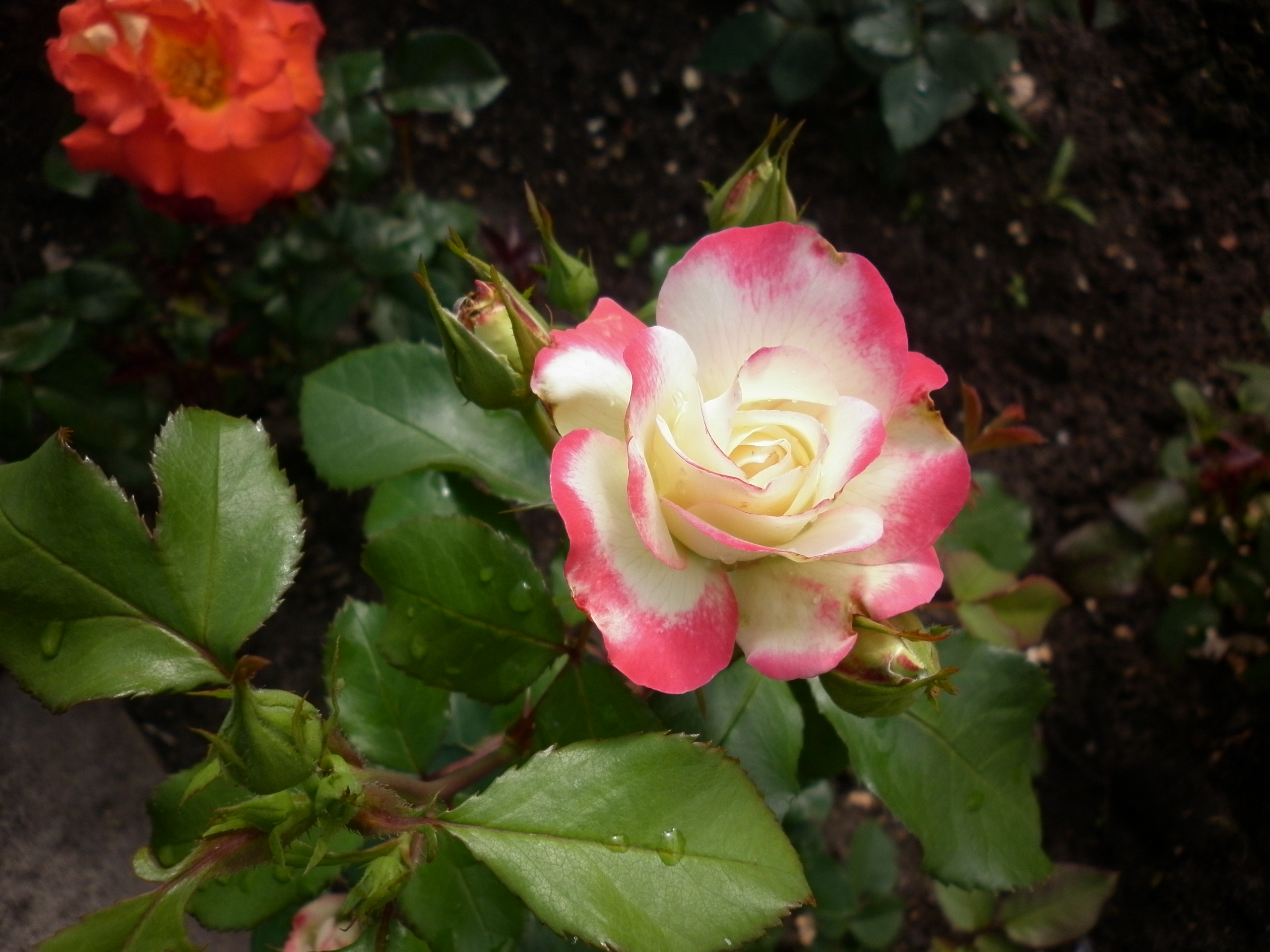 Пигаль роза флорибунда