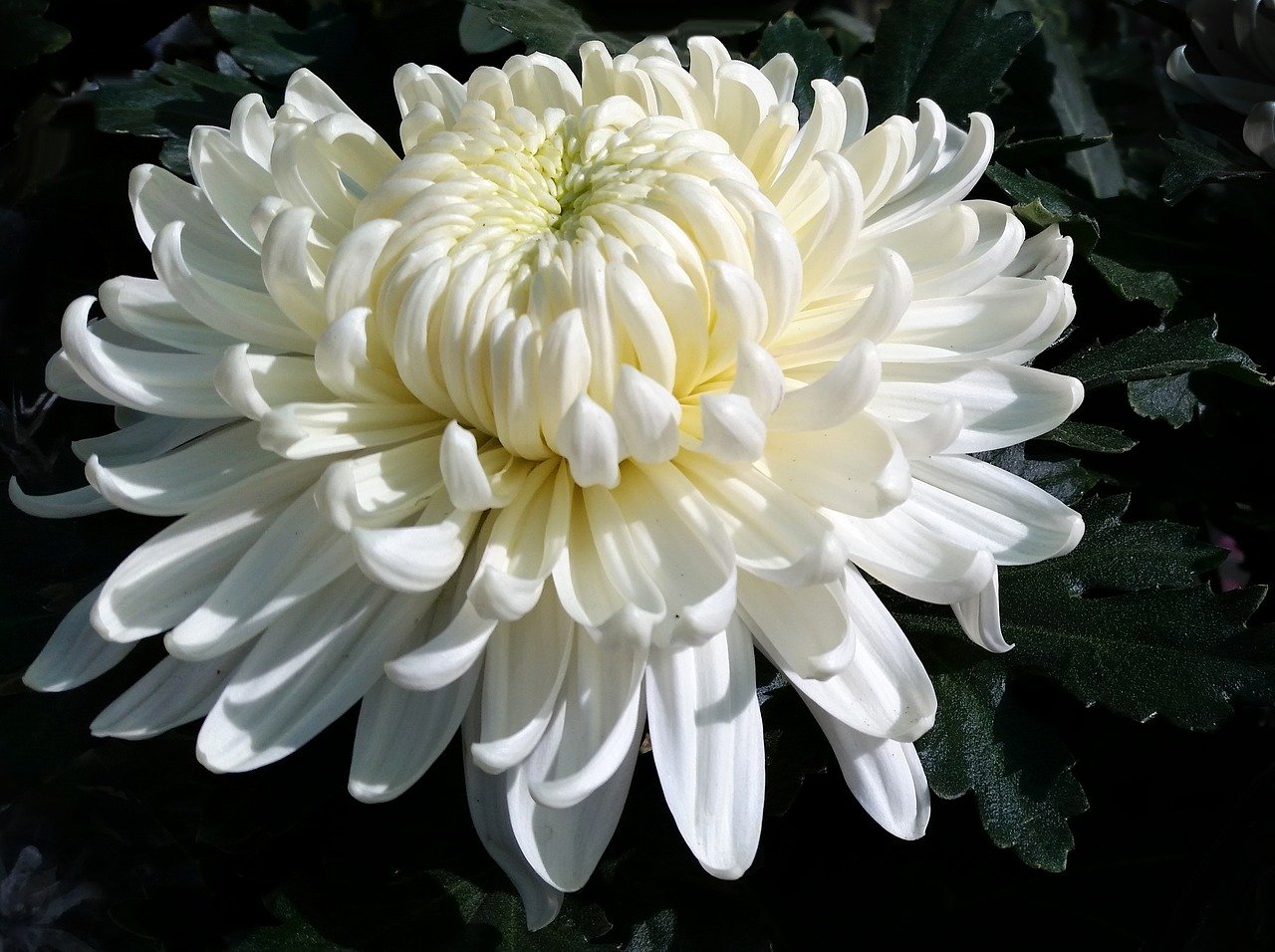 хризантема аннушка фото
