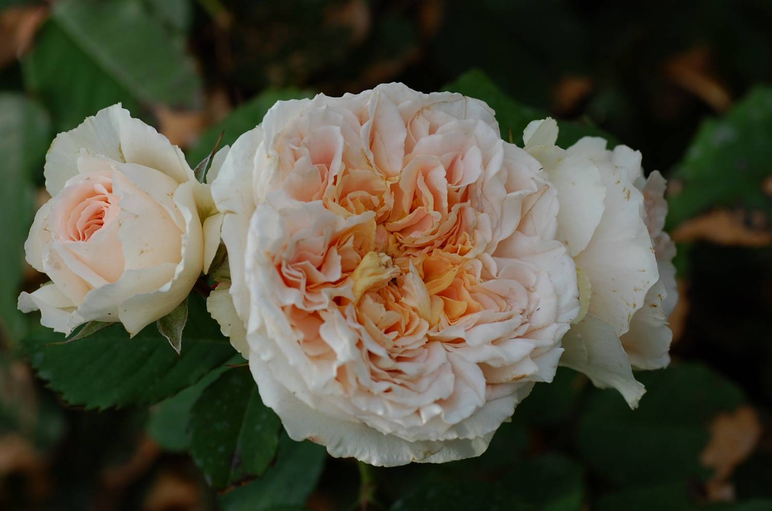 Emma Woodhouse роза