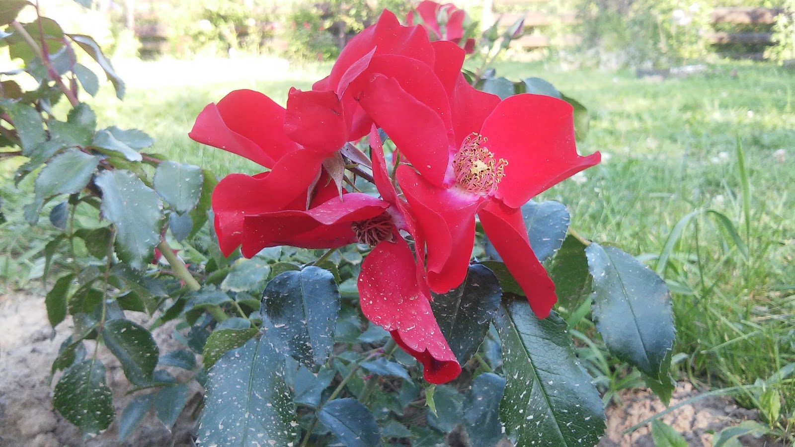 Роза Мордовия сорта